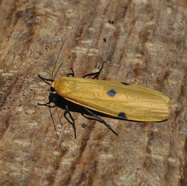 Lithosia quadra